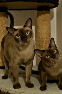 u716-unnamed-file-1.jpg-1