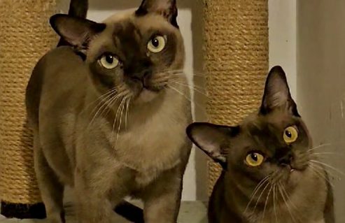 u716-unnamed-file-1.jpg-1